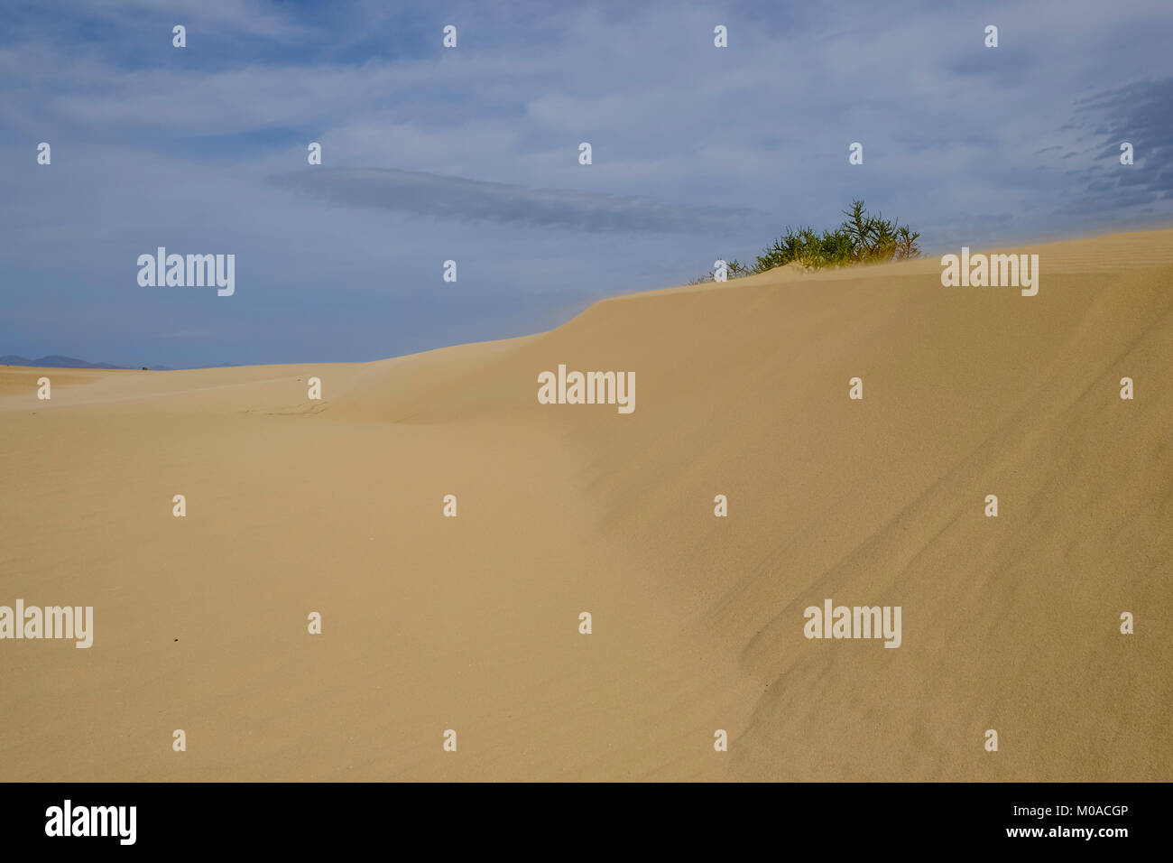 El Jable, dunes de Las Dunas de Corralejo, Parque Natural de Corralejo, Fuerteventura, Îles Canaries, Espagne Banque D'Images