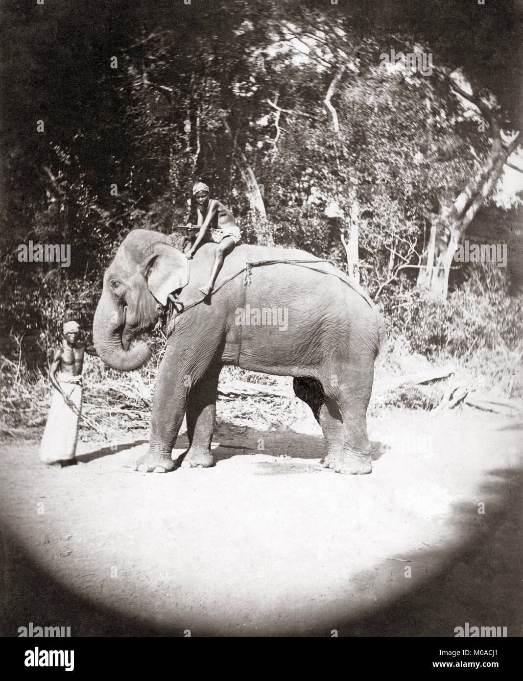 Elephant et mahout, Inde, c.1890's Banque D'Images