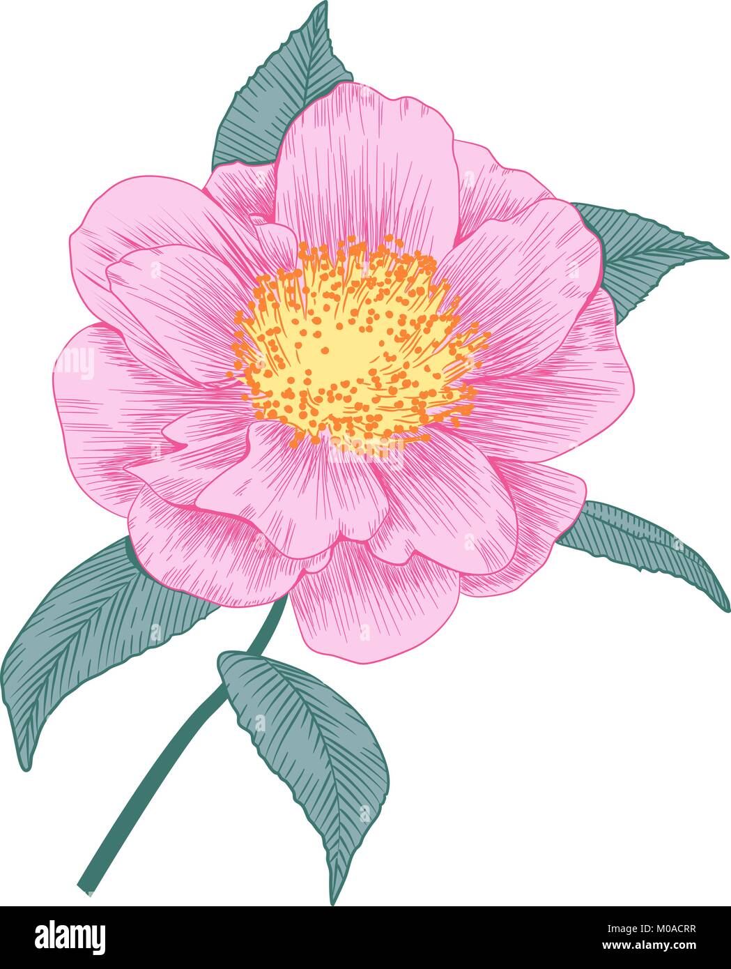 Camellia japonica rose pâle semi double forme fleur et feuilles hand drawn vector illustration Illustration de Vecteur