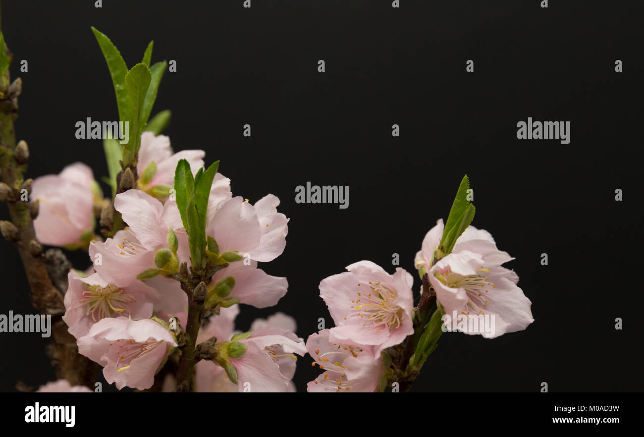 Fleurs de pêche sur fond noir Banque D'Images