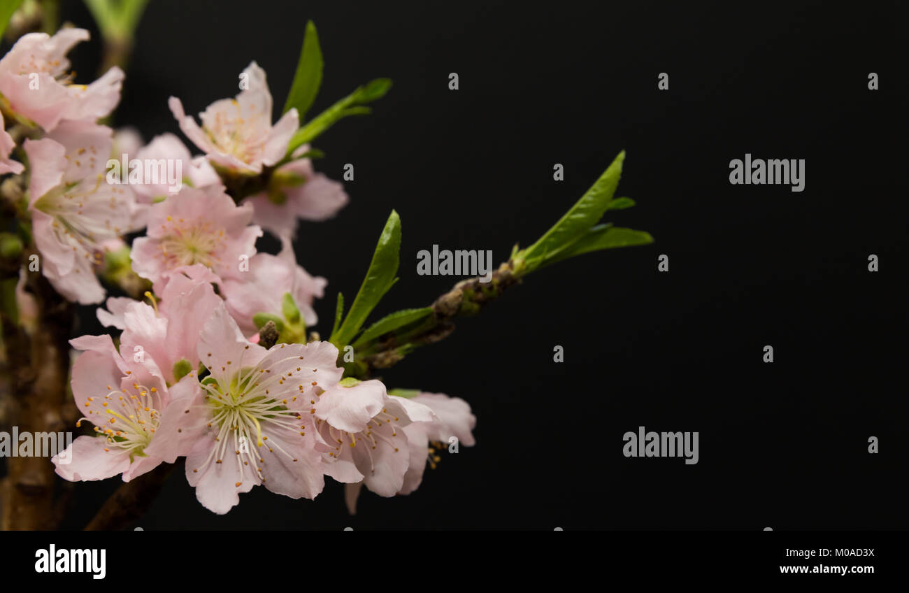 Fleurs de pêche sur fond noir Banque D'Images