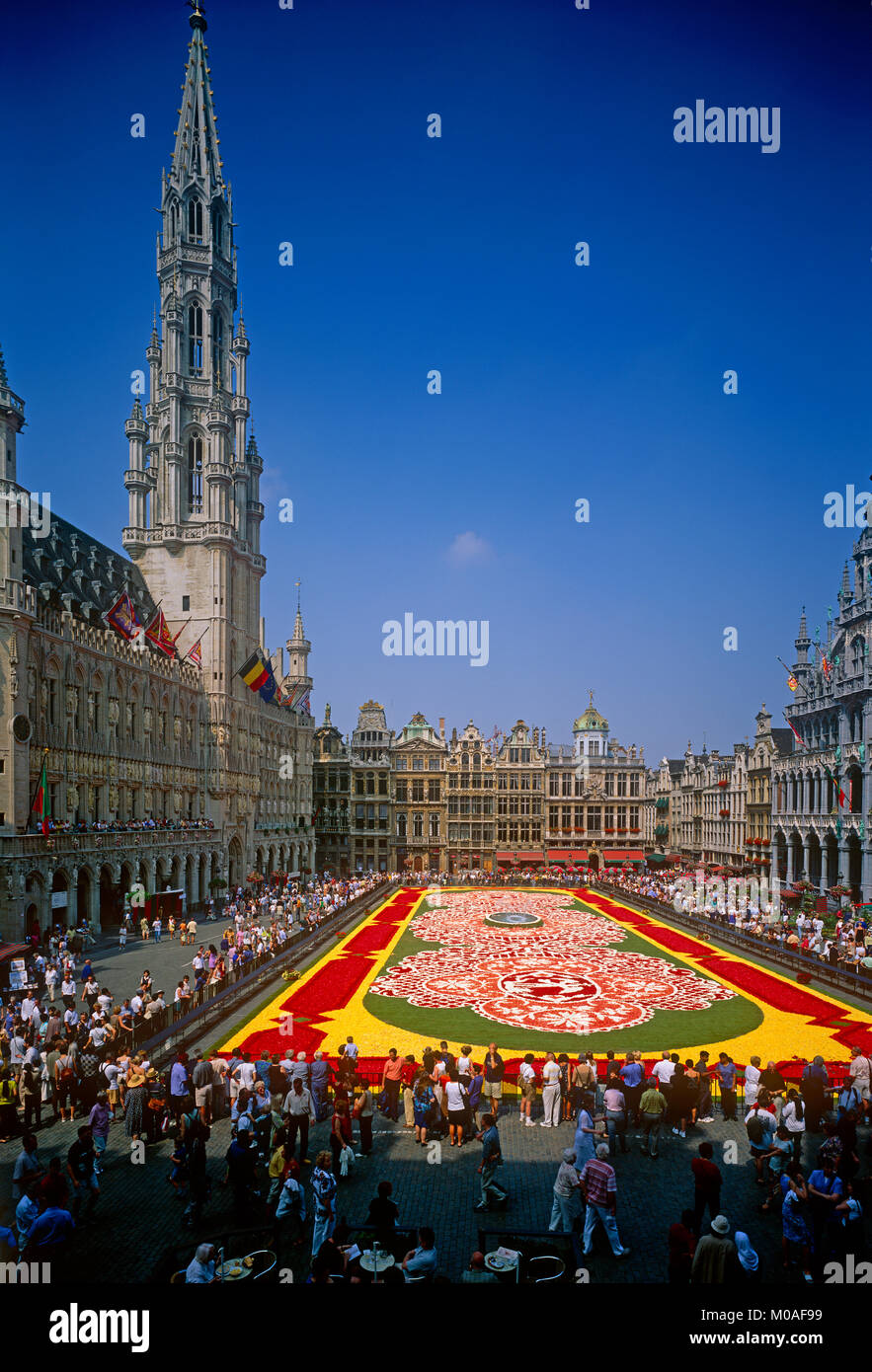 Tapis de fleurs à la Grand Place, Bruxelles, Belgique Banque D'Images
