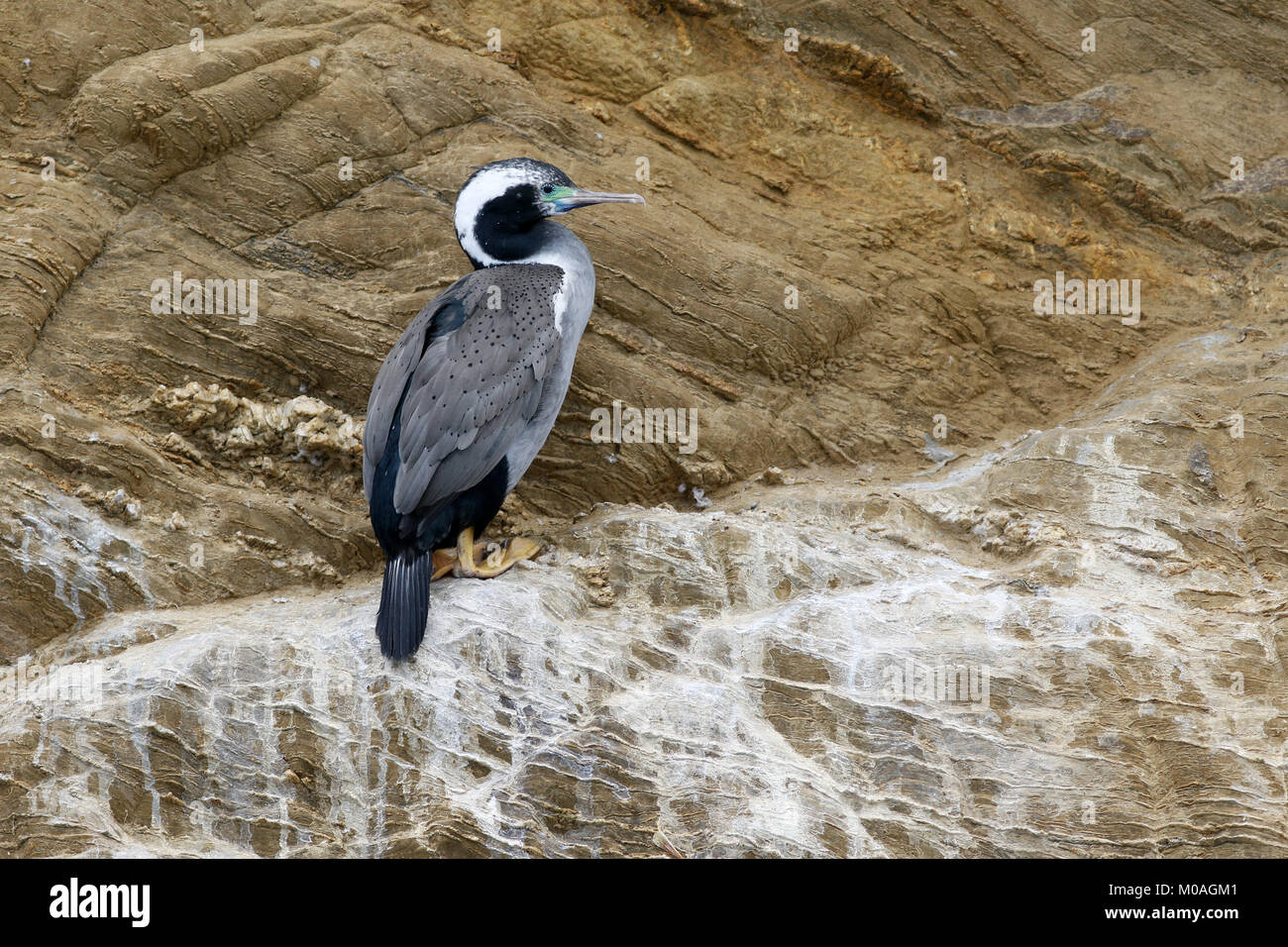 Spotted Shag, Phalacrocorax punctatus, reproduction à falaise Banque D'Images