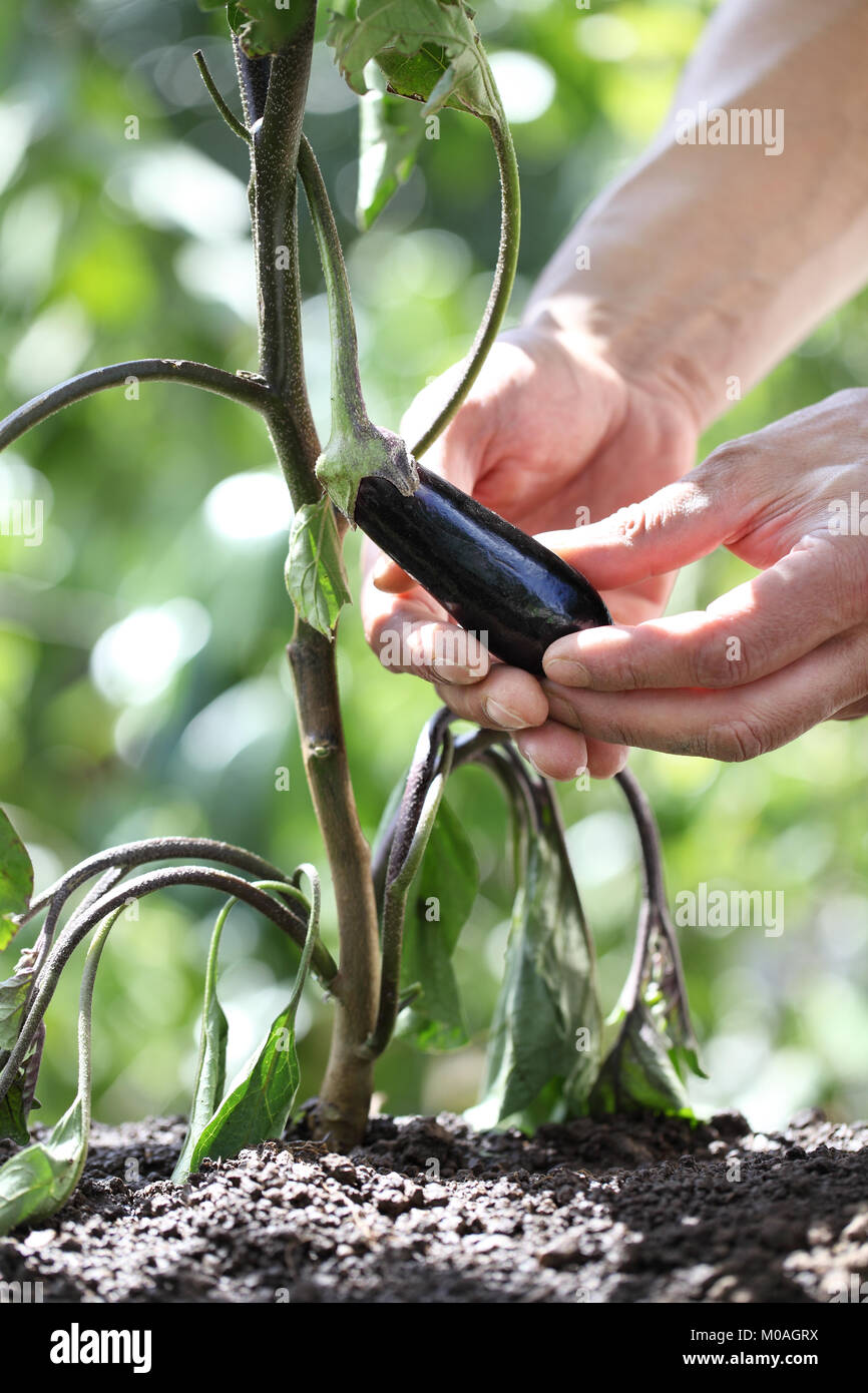 Mains touchent l'aubergine à partir de l'usine de potager, Close up Banque D'Images