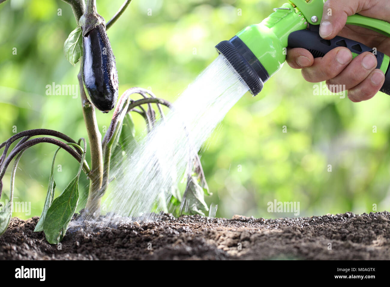 Hand watering plants. aubergine en potager. close up Banque D'Images
