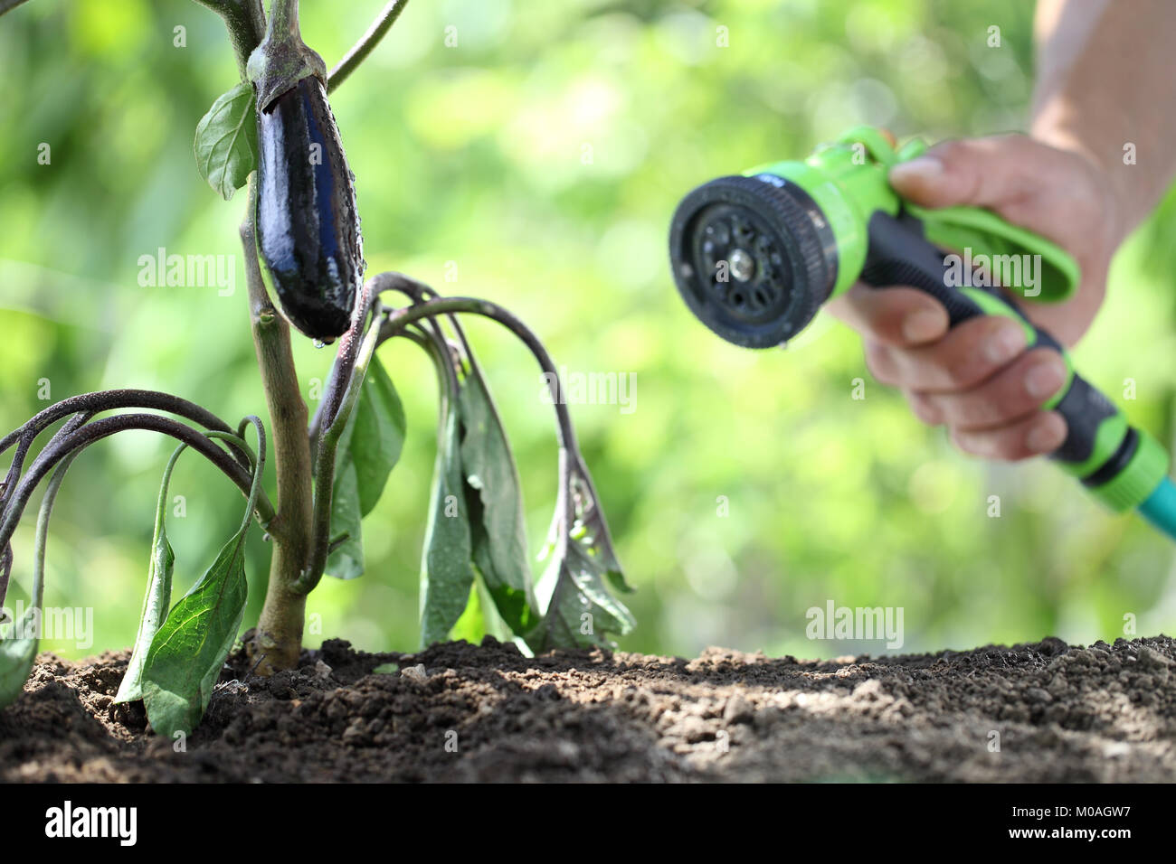 Hand watering plants. aubergine en potager. close up Banque D'Images