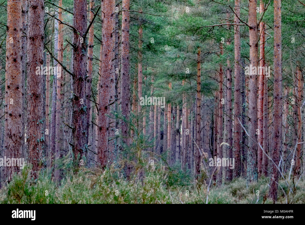 Forêt près de Moray en Écosse Elgin Banque D'Images