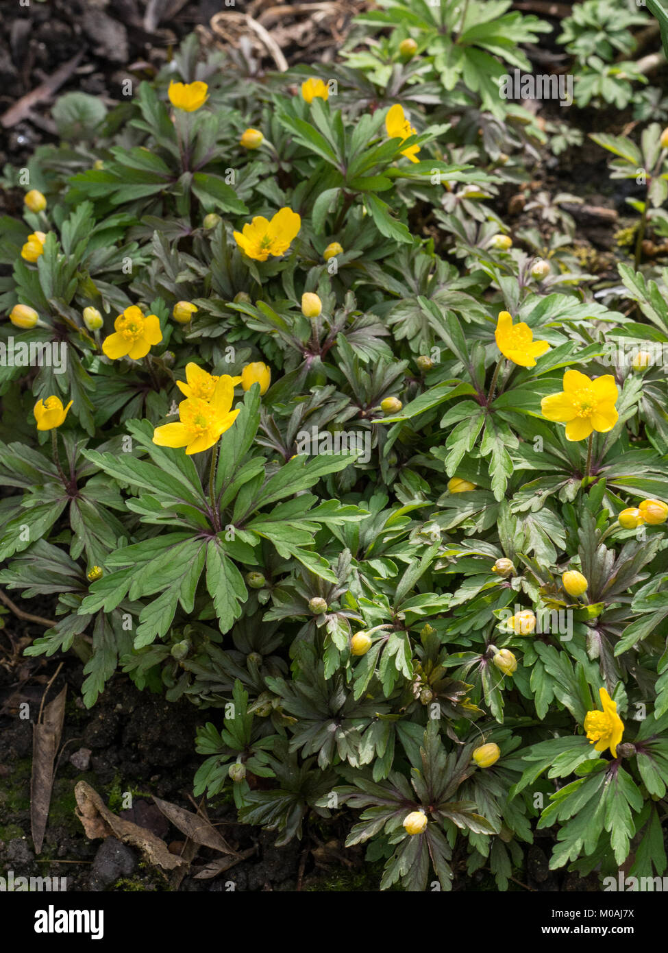 Fleurs jaune renoncule sur Anemone Banque D'Images