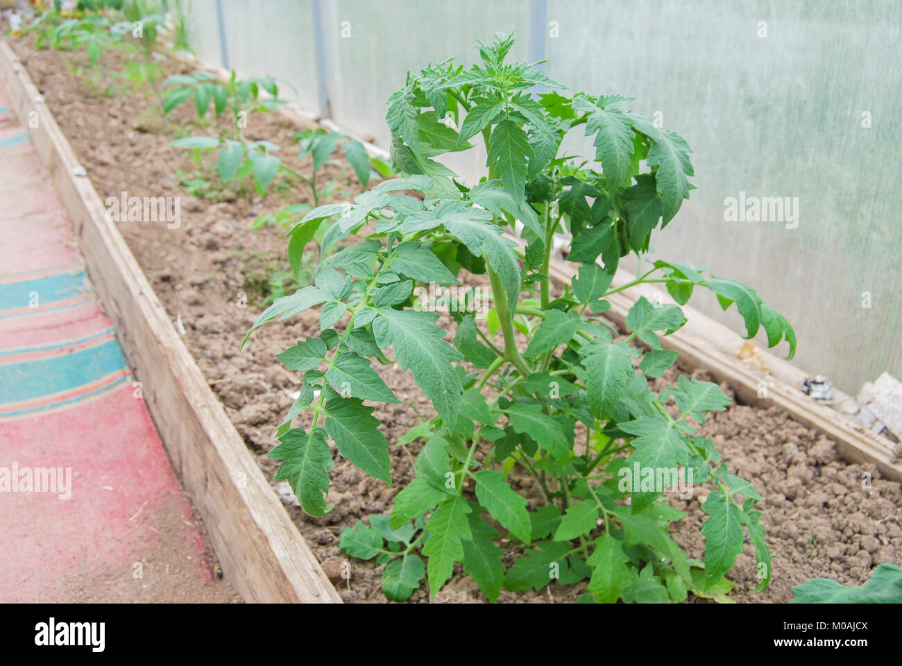 Les jeunes plants de tomates dans la serre après le repiquage dans le sol. Banque D'Images