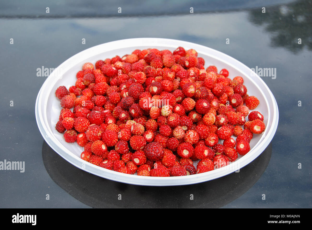 Fruits rouges fraises forêt se situent sur une plaque en plastique blanc sur le capot de la voiture. La collecte des dons de la forêt. Banque D'Images
