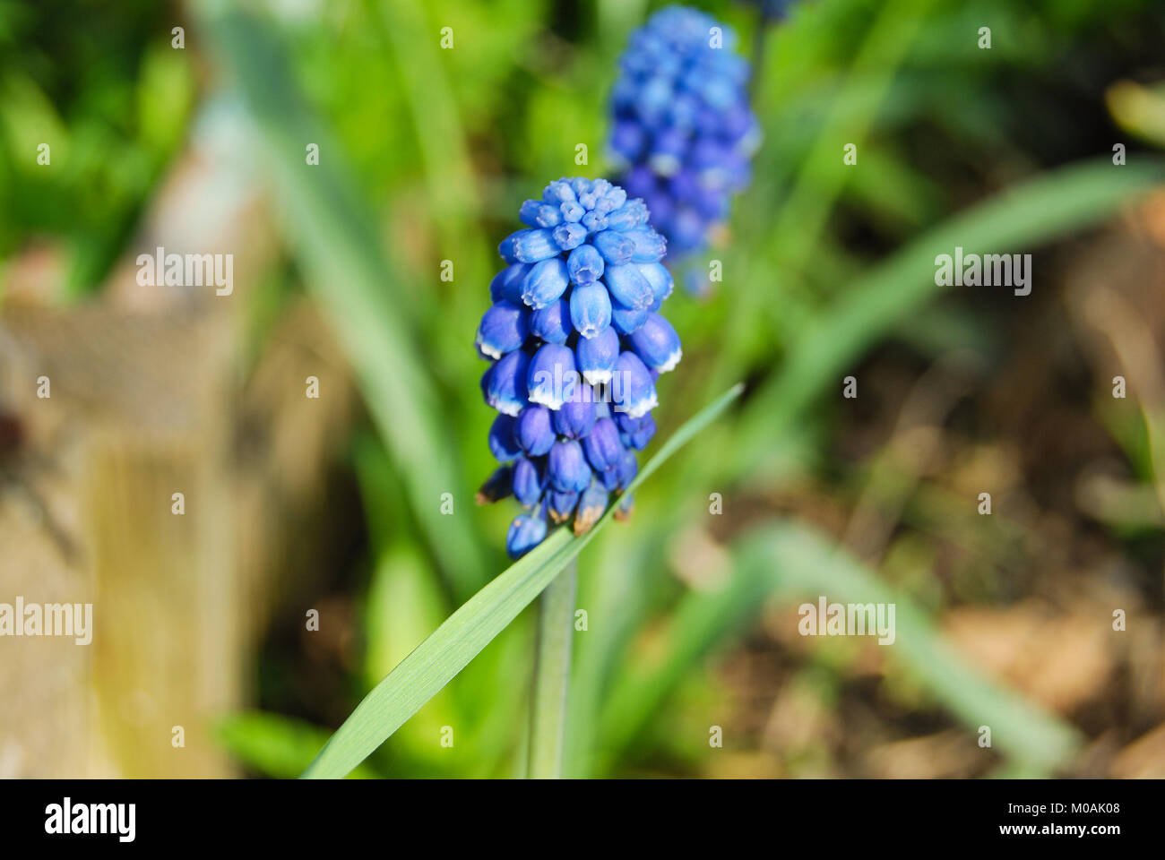 Le bleu de l'inflorescence de fleurs printemps Muscari dans le jardin Banque D'Images