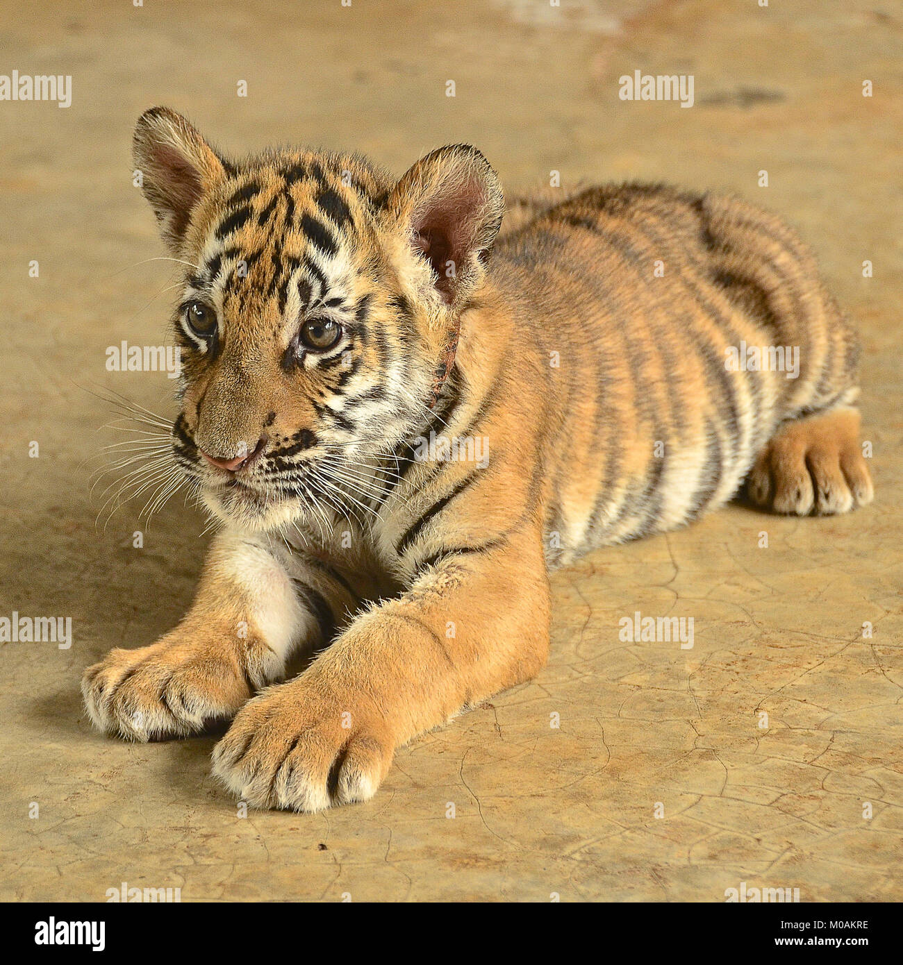 Beau Bebe Tigre Photo Stock Alamy