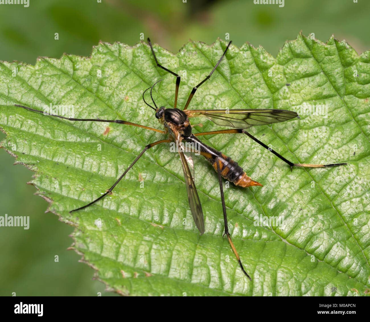 (Ptychoptera albimana Cranefly) reposant sur une feuille. Cabragh, zones humides, Thurles Tipperary, Irlande Banque D'Images