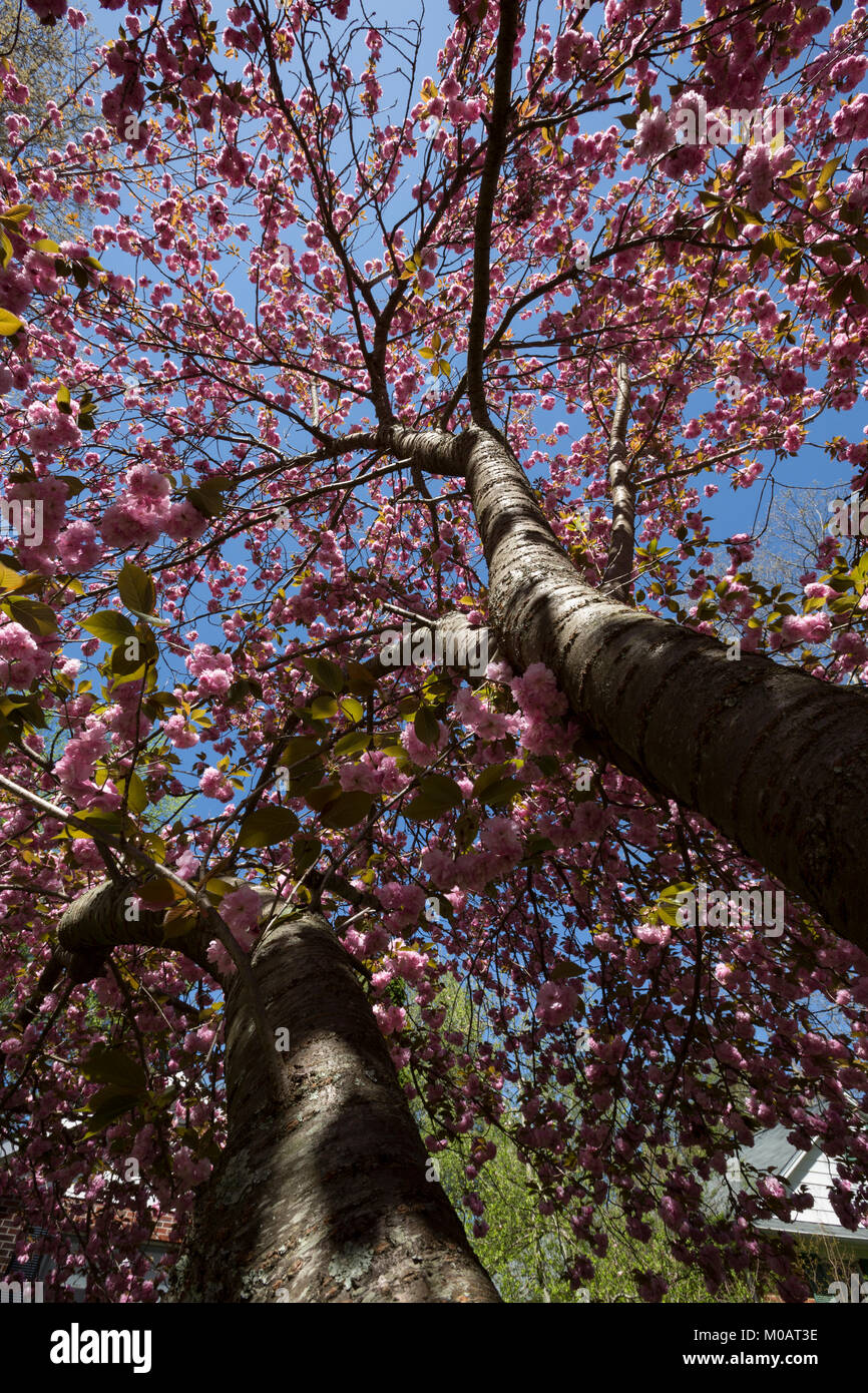 Cerisier en fleurs belles fleurs printemps close-up à la perspective de fond de ciel bleu Asheville en Caroline du Sud-est de l'US Banque D'Images