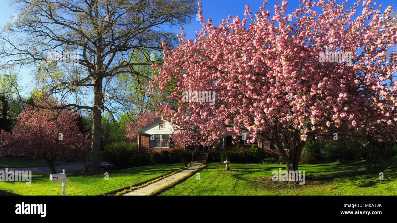 Belle résidence à l'extérieur aménagement paysager mature gros arbre de la cerise fleur pleine hauteur Arbre de chêne en herbe pelouse fraîchement Pan Asheville en Caroline du nord-NOUS Banque D'Images