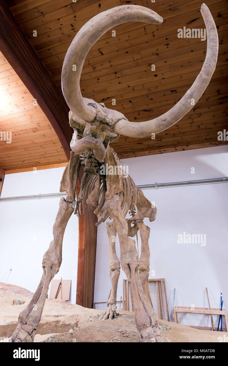 Squelette de mammouth Wolly, Hot Springs, S. Dakota, USA, par Dominique Braud/Dembinsky Assoc Photo Banque D'Images