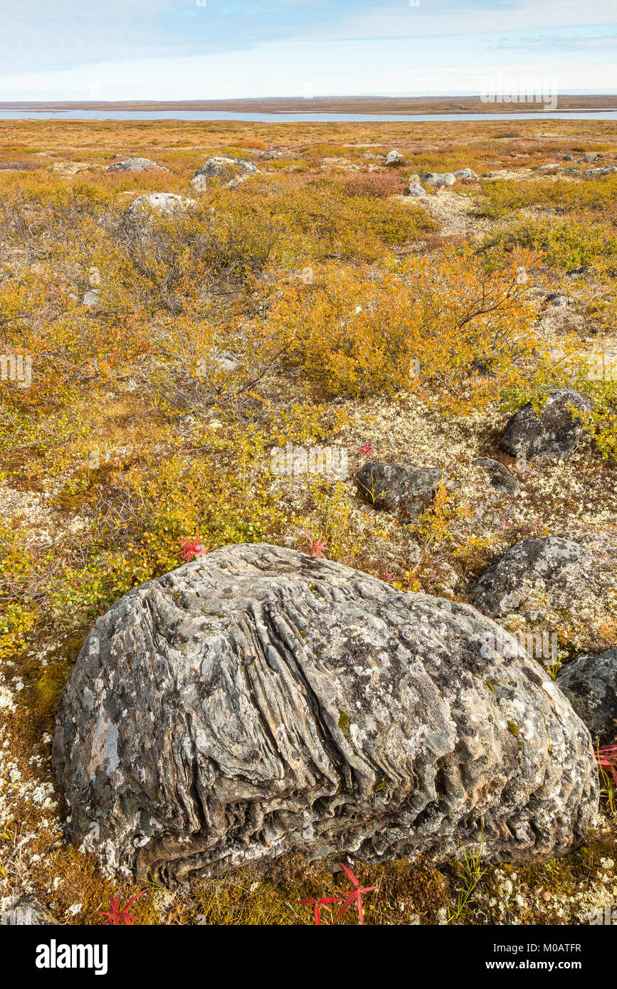 La végétation alpine, la toundra, région du Nunavik, dans le nord du Québec près de la Baie d'Ungava, au Canada, en septembre, par Dominique Braud/Dembinsky Assoc Photo Banque D'Images