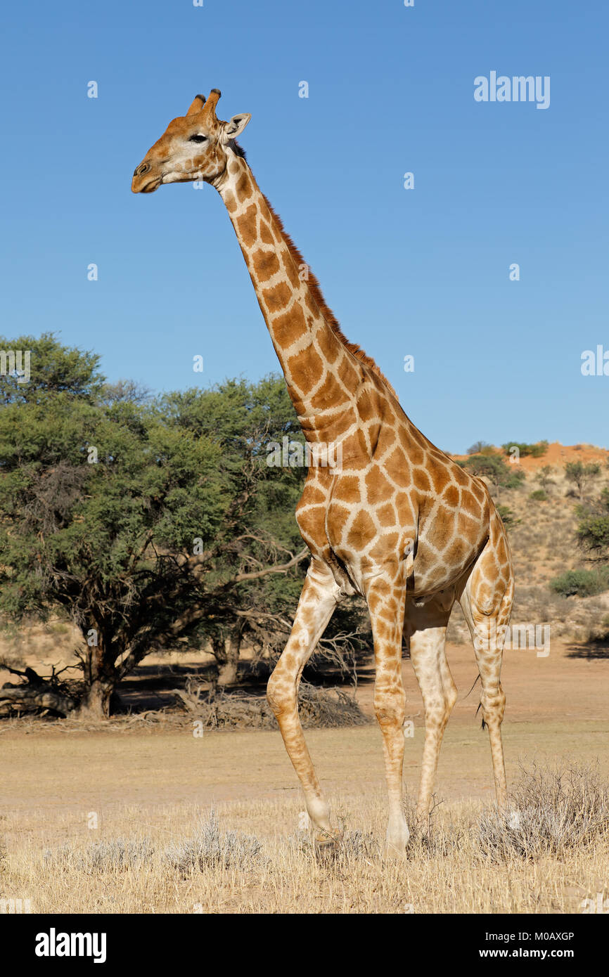 Une Girafe (Giraffa camelopardalis) dans l'habitat naturel, désert du Kalahari, Afrique du Sud Banque D'Images
