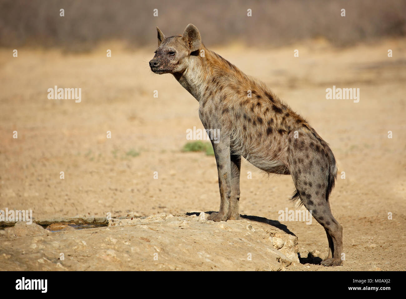 Une Hyène tachetée (Crocuta crocuta) dans l'habitat naturel, désert du Kalahari, Afrique du Sud Banque D'Images