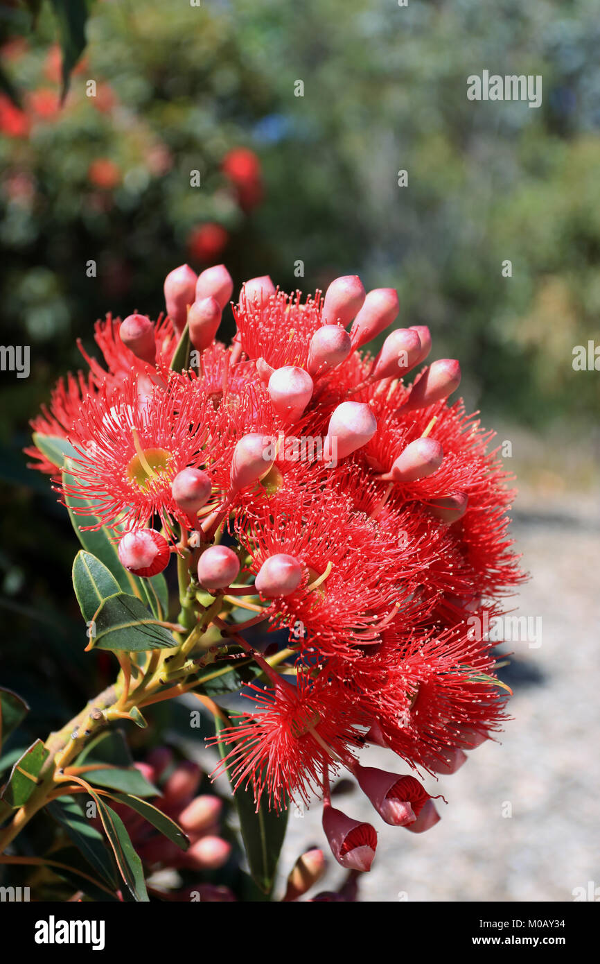 Corymbia ficifolia ou connu sous le nom de gomme de fleurs rouges, des fleurs rouges Albany Albany redgum la gomme et Banque D'Images