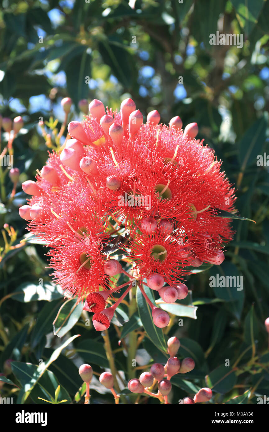 Corymbia ficifolia ou connu sous le nom de gomme de fleurs rouges, des fleurs rouges Albany Albany redgum la gomme et Banque D'Images