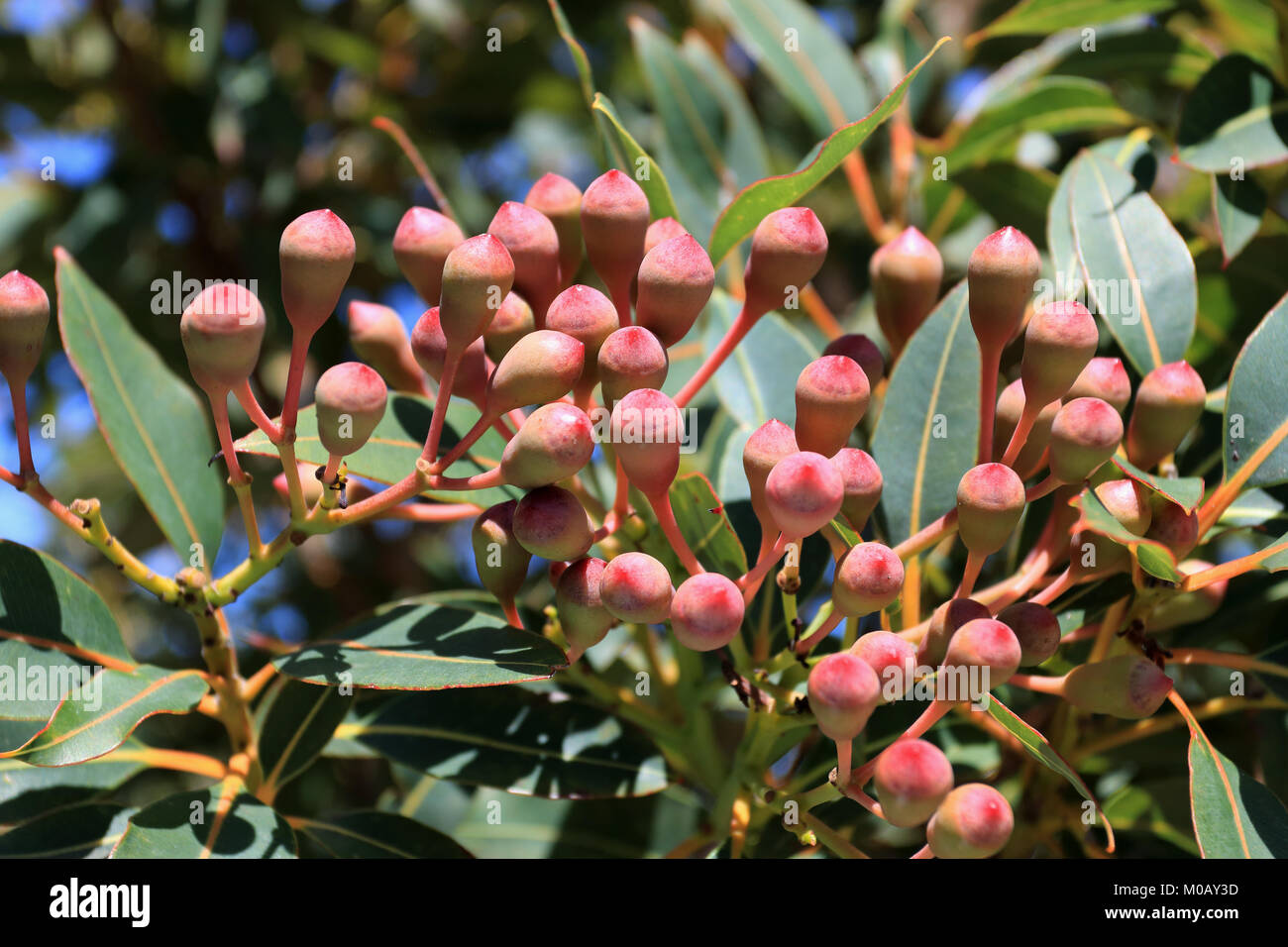 Corymbia ficifolia ou connu sous le nom de gomme de fleurs rouges, des fleurs rouges Albany Albany redgum la gomme et Banque D'Images