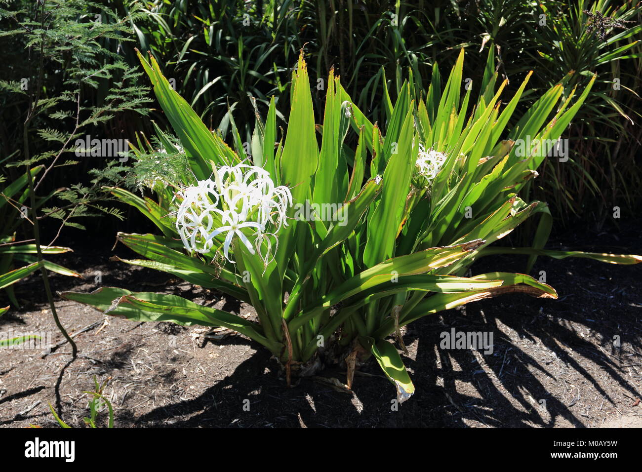 Crinum pedunculatum ou connu sous le nom de swamp lily Banque D'Images