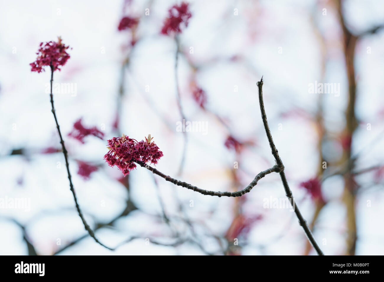 Les bourgeons et les feuilles rouges sous le soleil de matin libre Banque D'Images