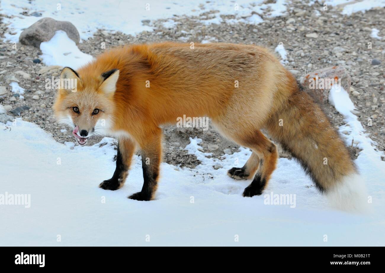 Closeup portrait sur le renard roux, Vulpes vulpes dans un hiver Banque D'Images