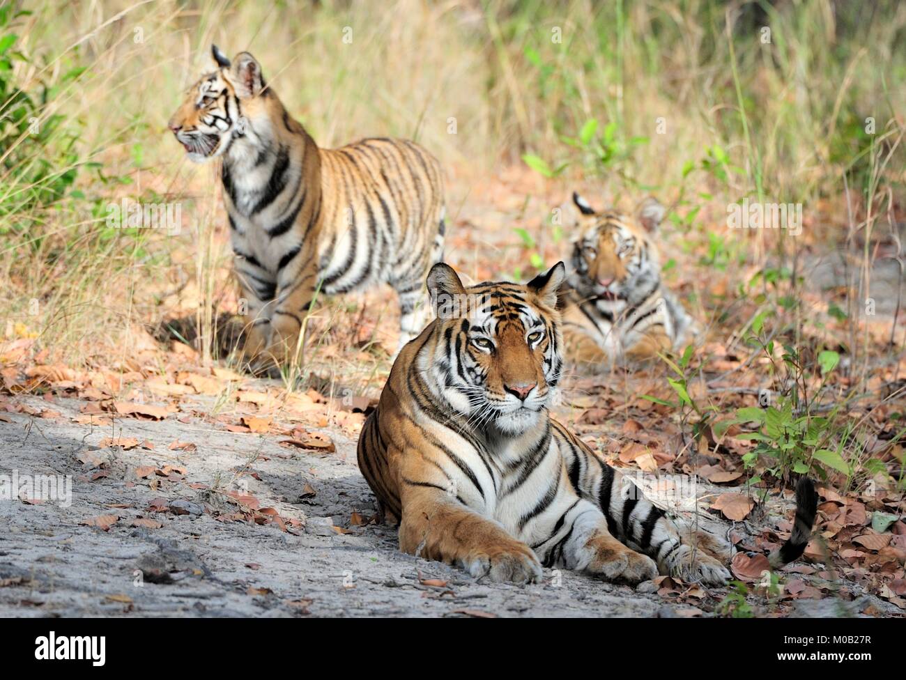 Tigresse et ses petits. Dans une journée ensoleillée la tigresse se trouve sur une clairière de la forêt. L'Inde . Bandhavgarh National Park Banque D'Images