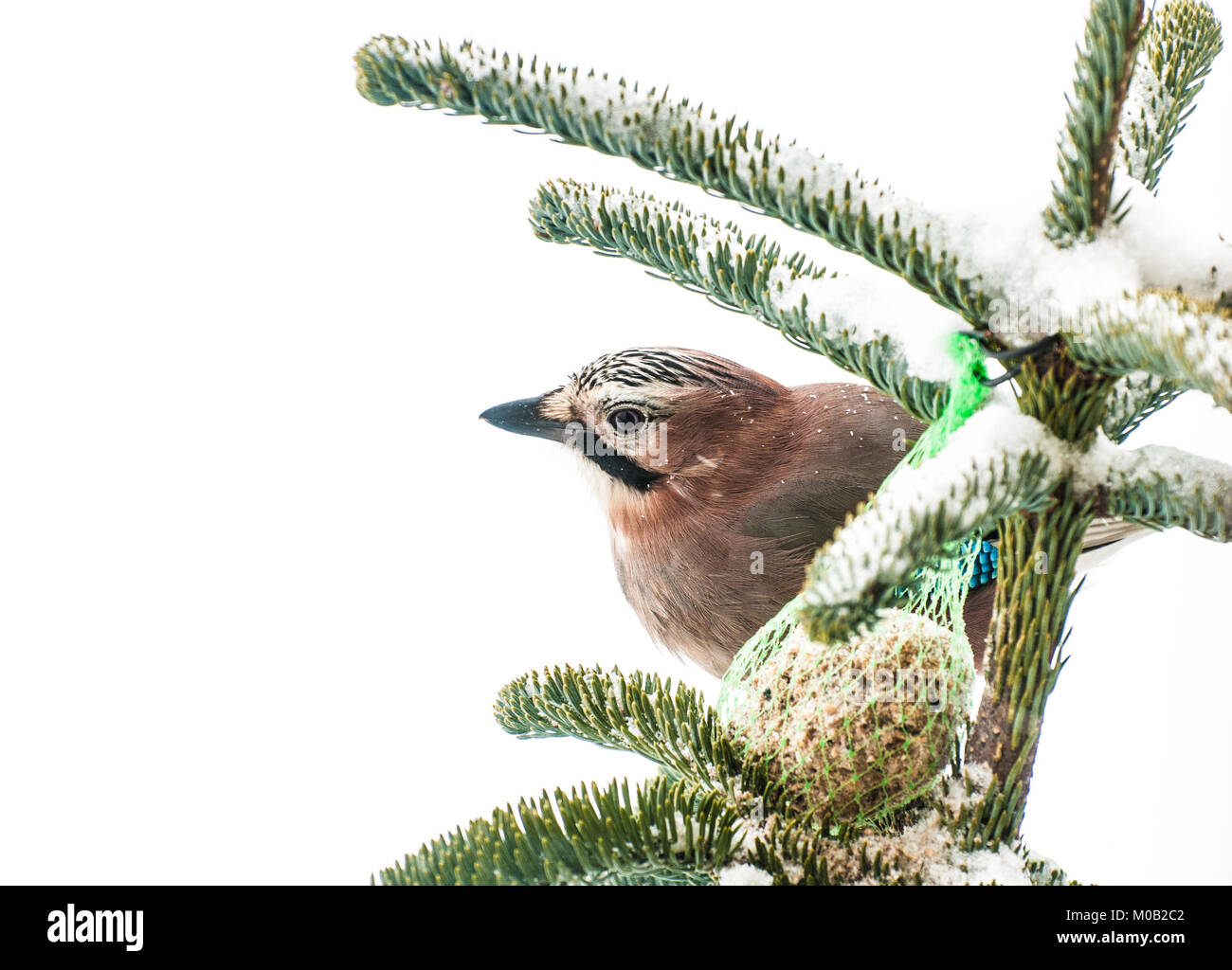 Nourrir les oiseaux l'hiver. Jay eurasienne de l'emplacement sur une épinette isolé sur fond blanc Banque D'Images