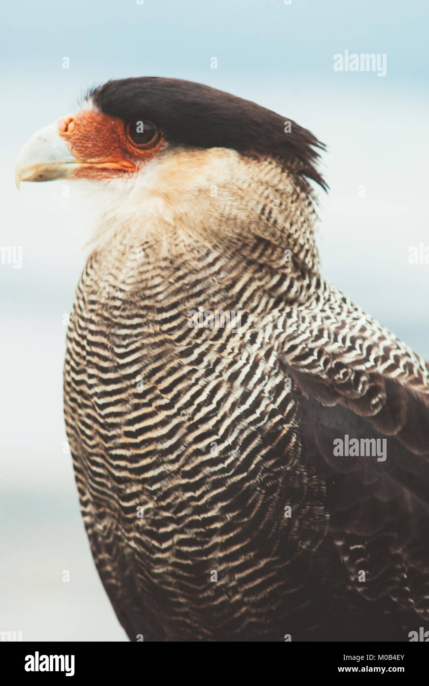 Portrait d'un Caracara huppé (Caracara plancus), close up, side view Banque D'Images