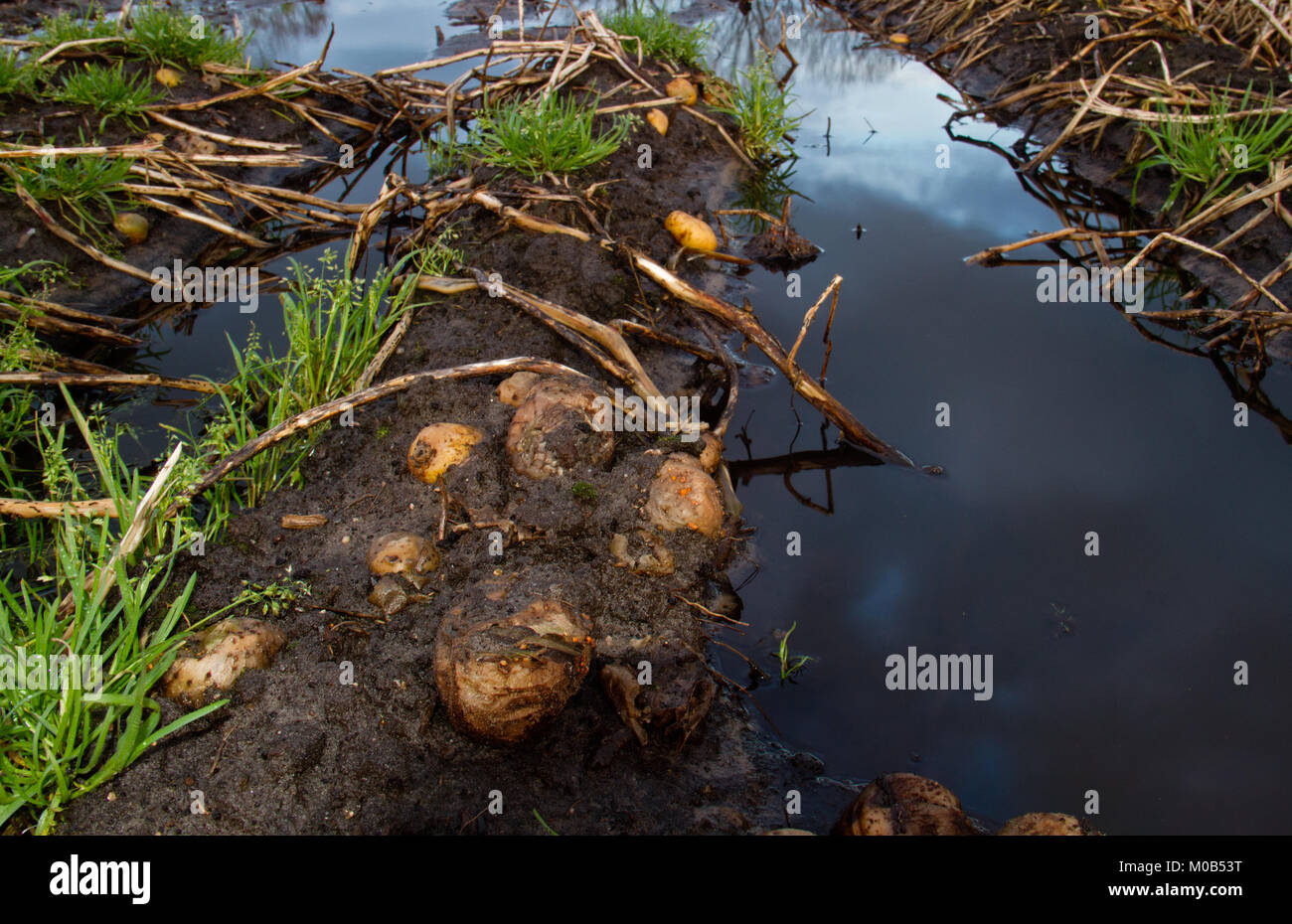 Perte agricole : pourrir les pommes de terre sur un champ de pommes de terre humides et boueuses Banque D'Images