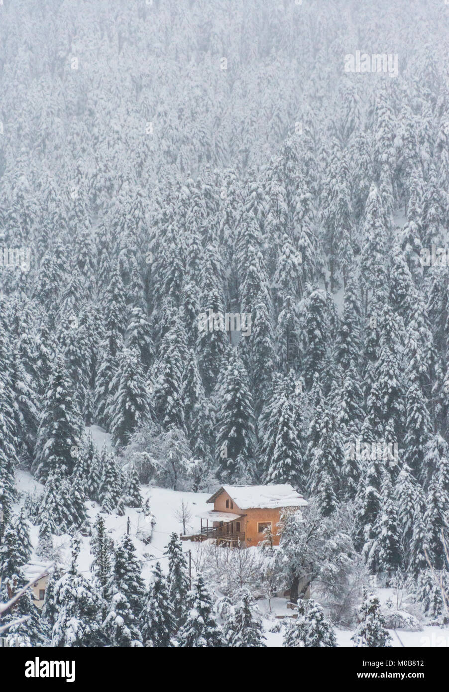 Une cabane en bois entouré de sapins couverts de neige épaisse Banque D'Images