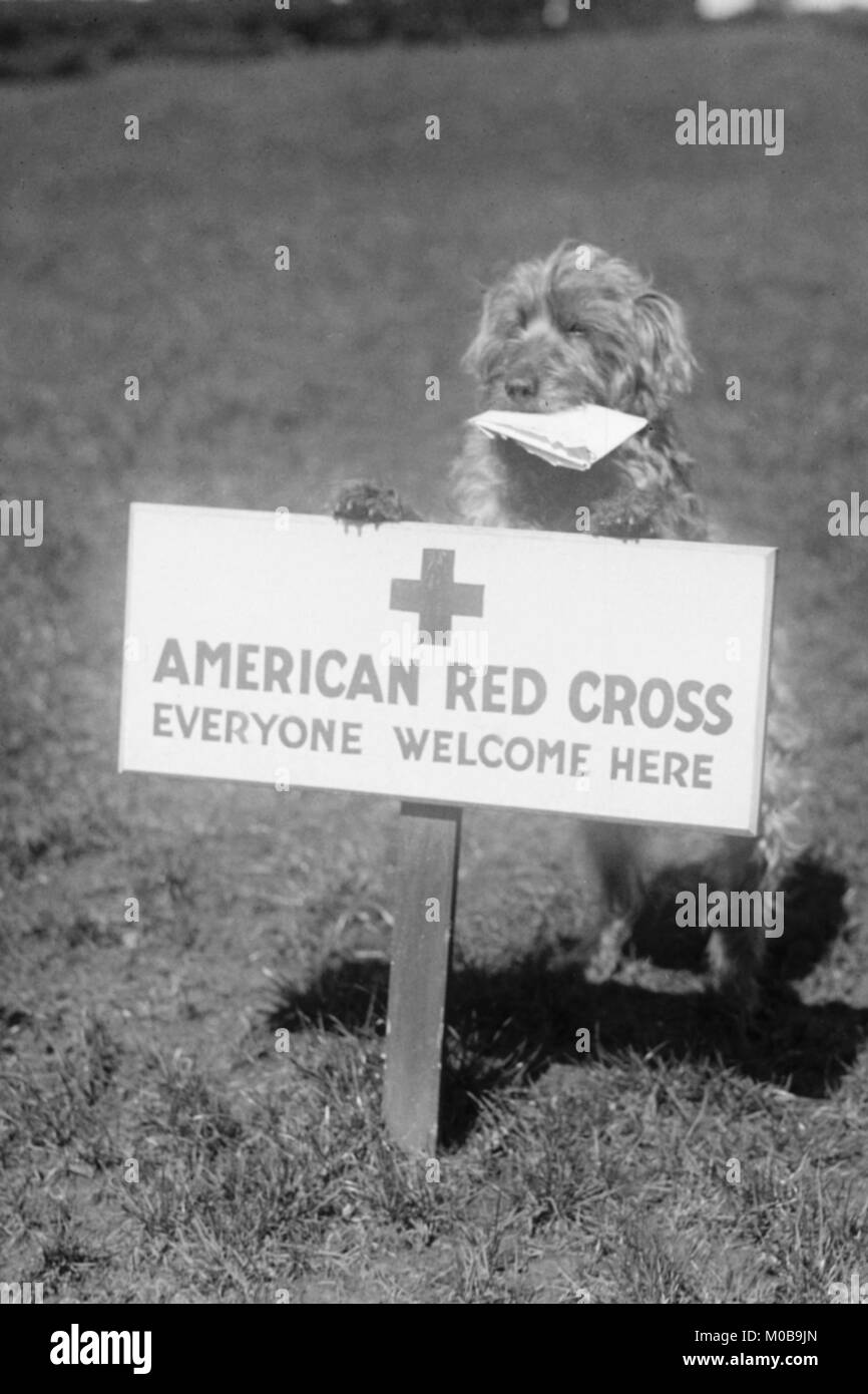 Sandy, la Croix-Rouge américaine Dog accueille tout le monde Banque D'Images