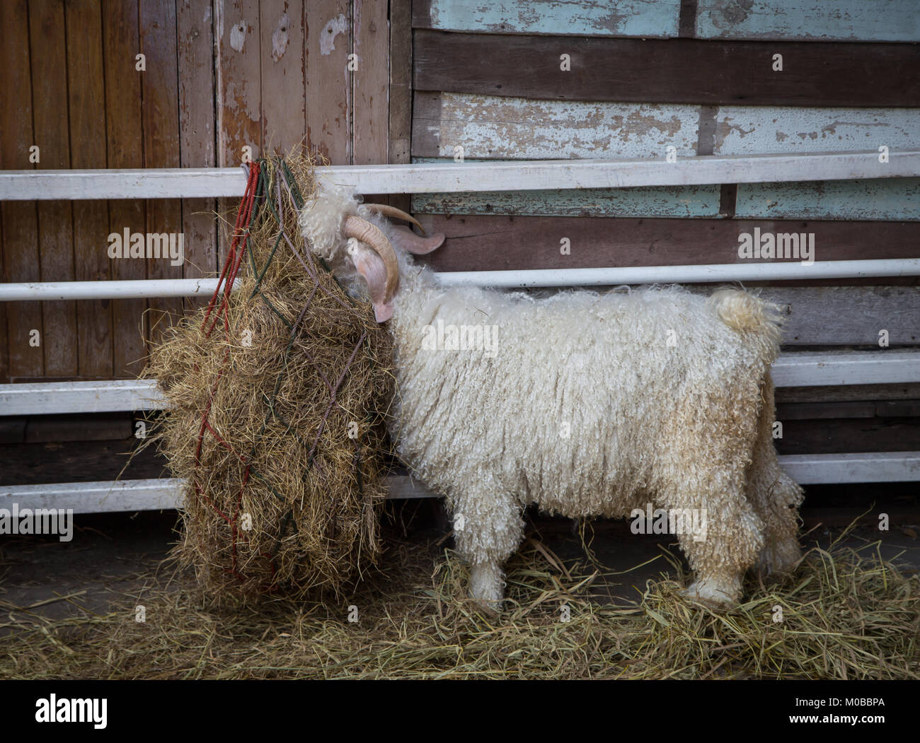Chèvre Angora mange de l'herbe dans la ferme Banque D'Images