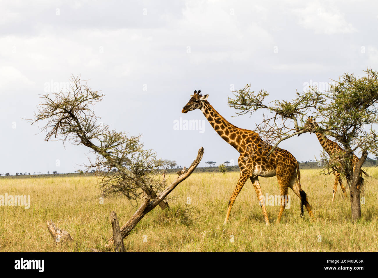 La Girafe (Giraffa), espèce d'ongulés artiodactyles (à l'Afrique, le plus grand mammifère terrestre vivant les animaux et la plus grande partie des ruminants, le Big Fiv Banque D'Images