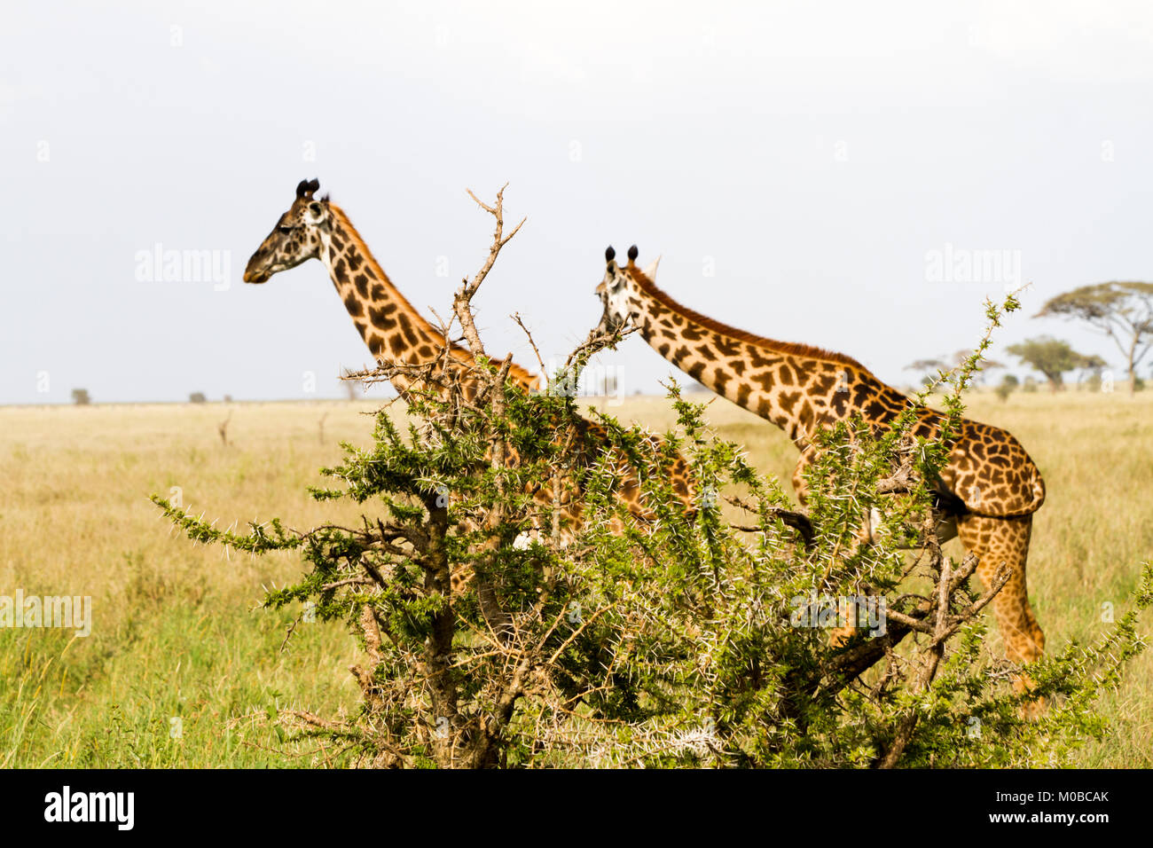 La Girafe (Giraffa), espèce d'ongulés artiodactyles (à l'Afrique, le plus grand mammifère terrestre vivant les animaux et la plus grande partie des ruminants, le Big Fiv Banque D'Images