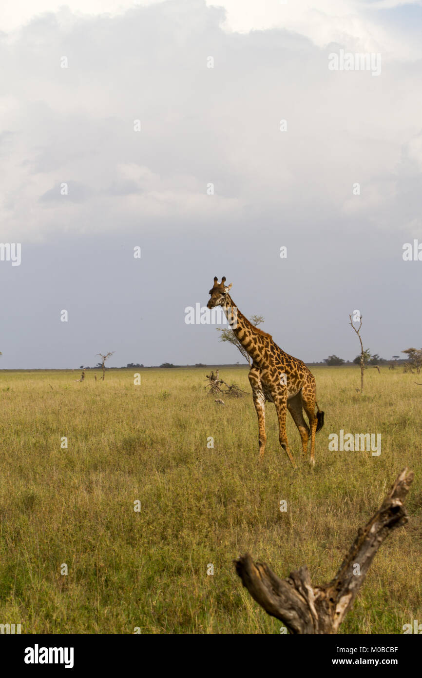 La Girafe (Giraffa), espèce d'ongulés artiodactyles (à l'Afrique, le plus grand mammifère terrestre vivant les animaux et la plus grande partie des ruminants, le Big Fiv Banque D'Images