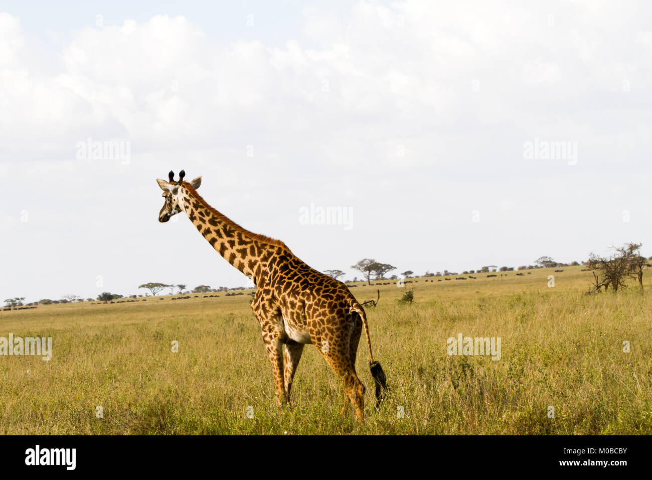 La Girafe (Giraffa), espèce d'ongulés artiodactyles (à l'Afrique, le plus grand mammifère terrestre vivant les animaux et la plus grande partie des ruminants, le Big Fiv Banque D'Images