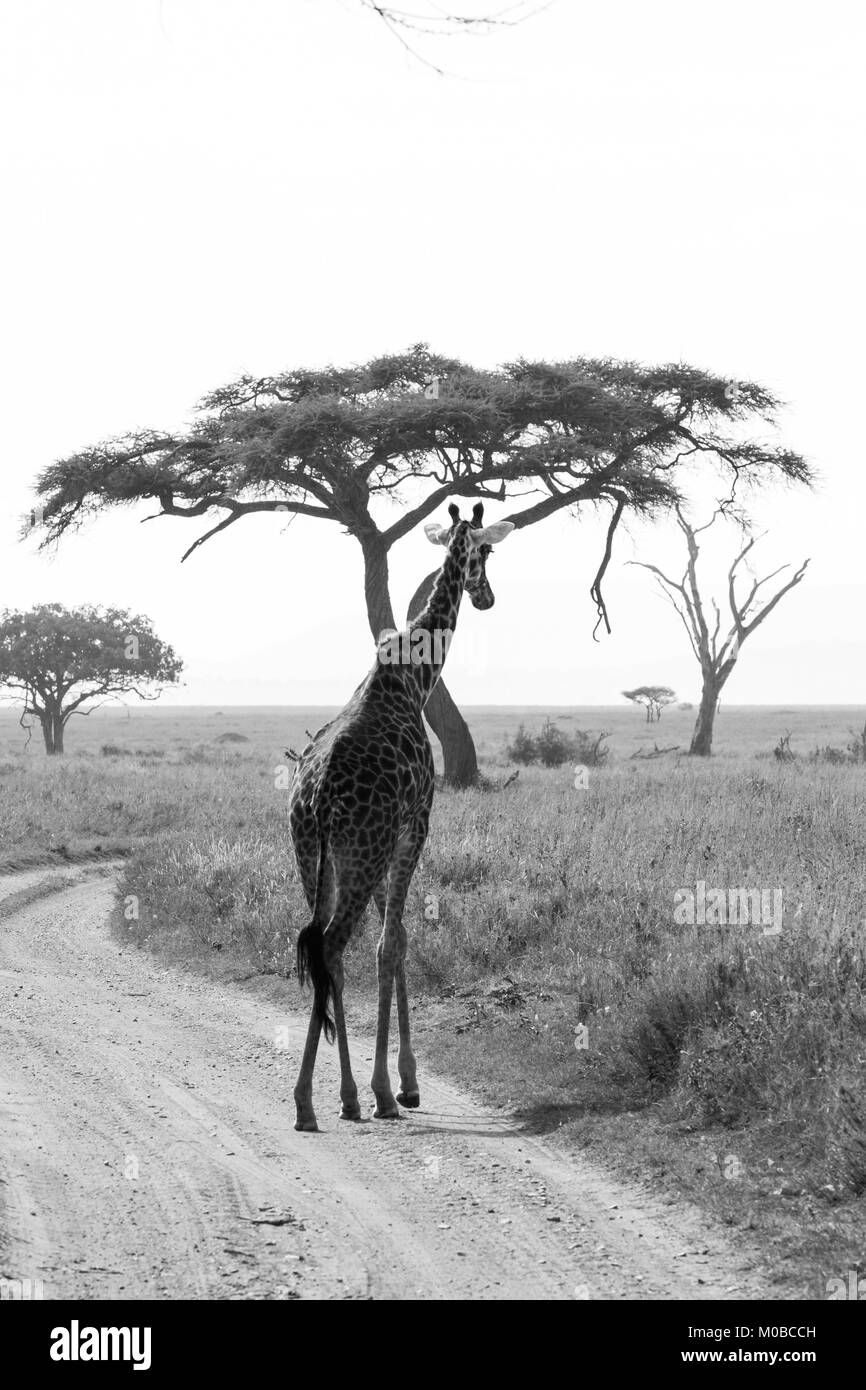 La Girafe (Giraffa), espèce d'ongulés artiodactyles (à l'Afrique, le plus grand mammifère terrestre vivant les animaux et la plus grande partie des ruminants, le Big Fiv Banque D'Images