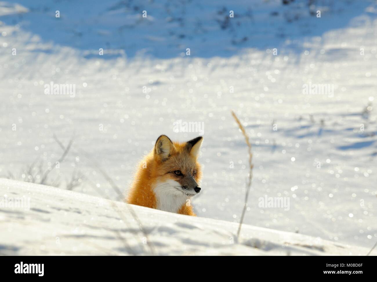 Closeup portrait sur le renard roux, Vulpes vulpes dans un hiver Banque D'Images