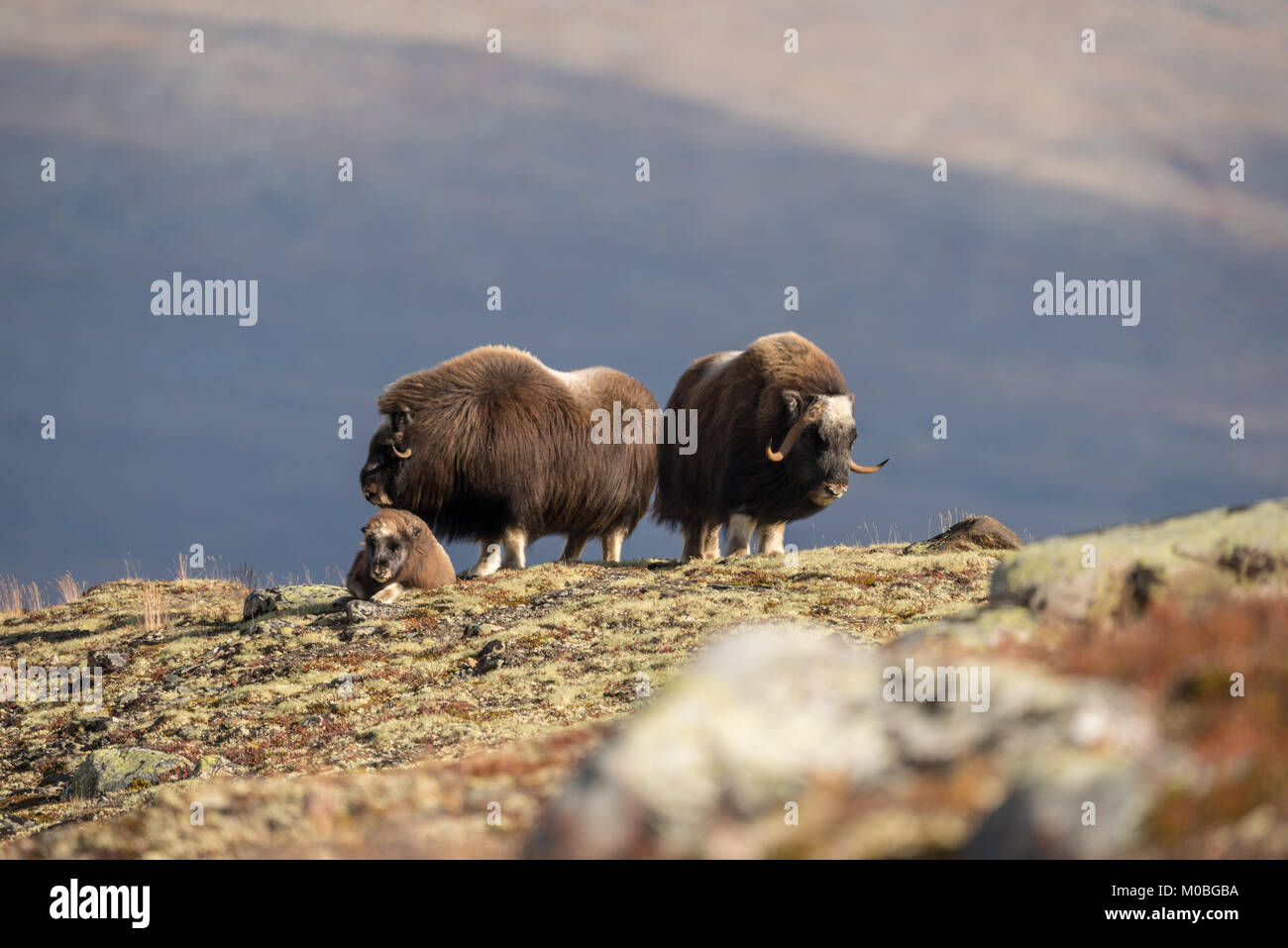 Le bœuf musqué, Dovre mountain en Norvège 2016 Banque D'Images