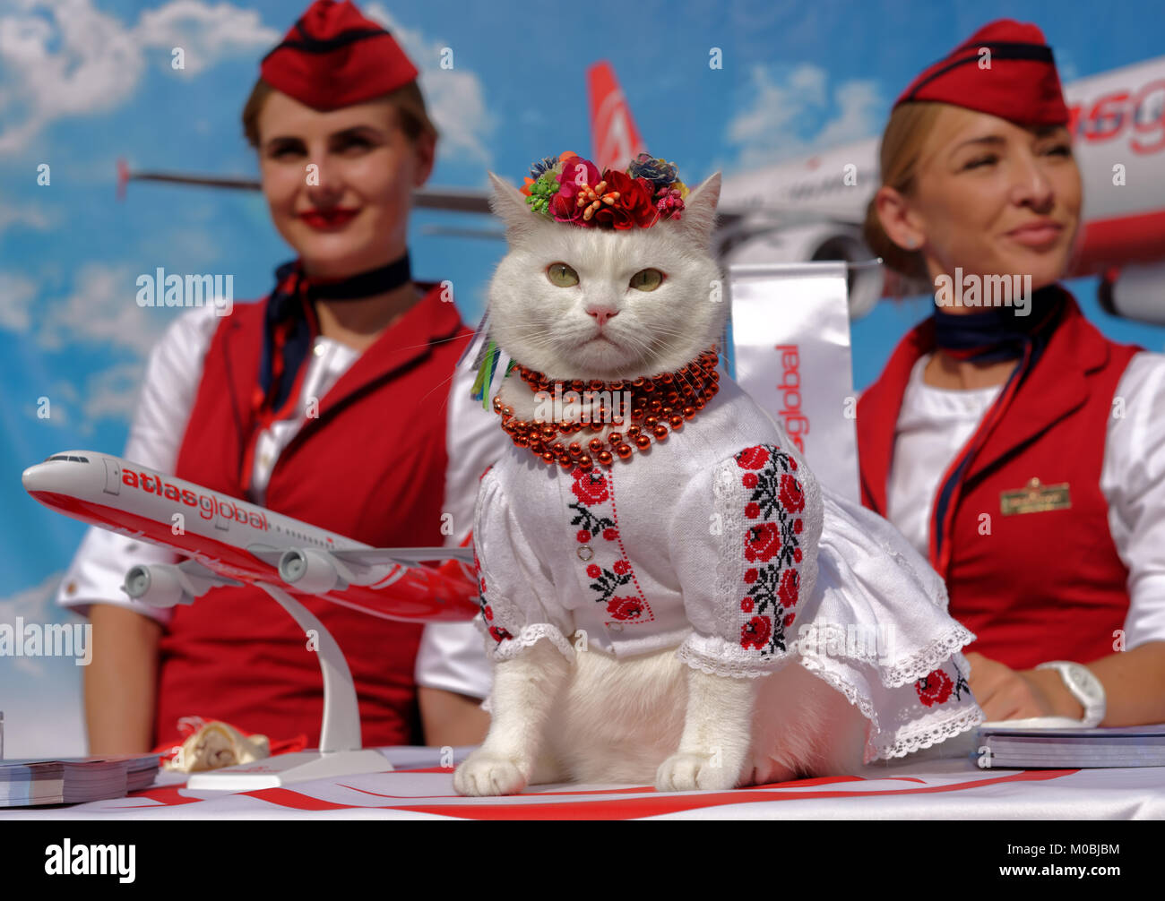 Kiev, Ukraine - 1 octobre 2016: Chat blanc habillé en costume national ukrainien et headaddress de fleur en promotion de la compagnie aérienne turque Atlas Global Banque D'Images