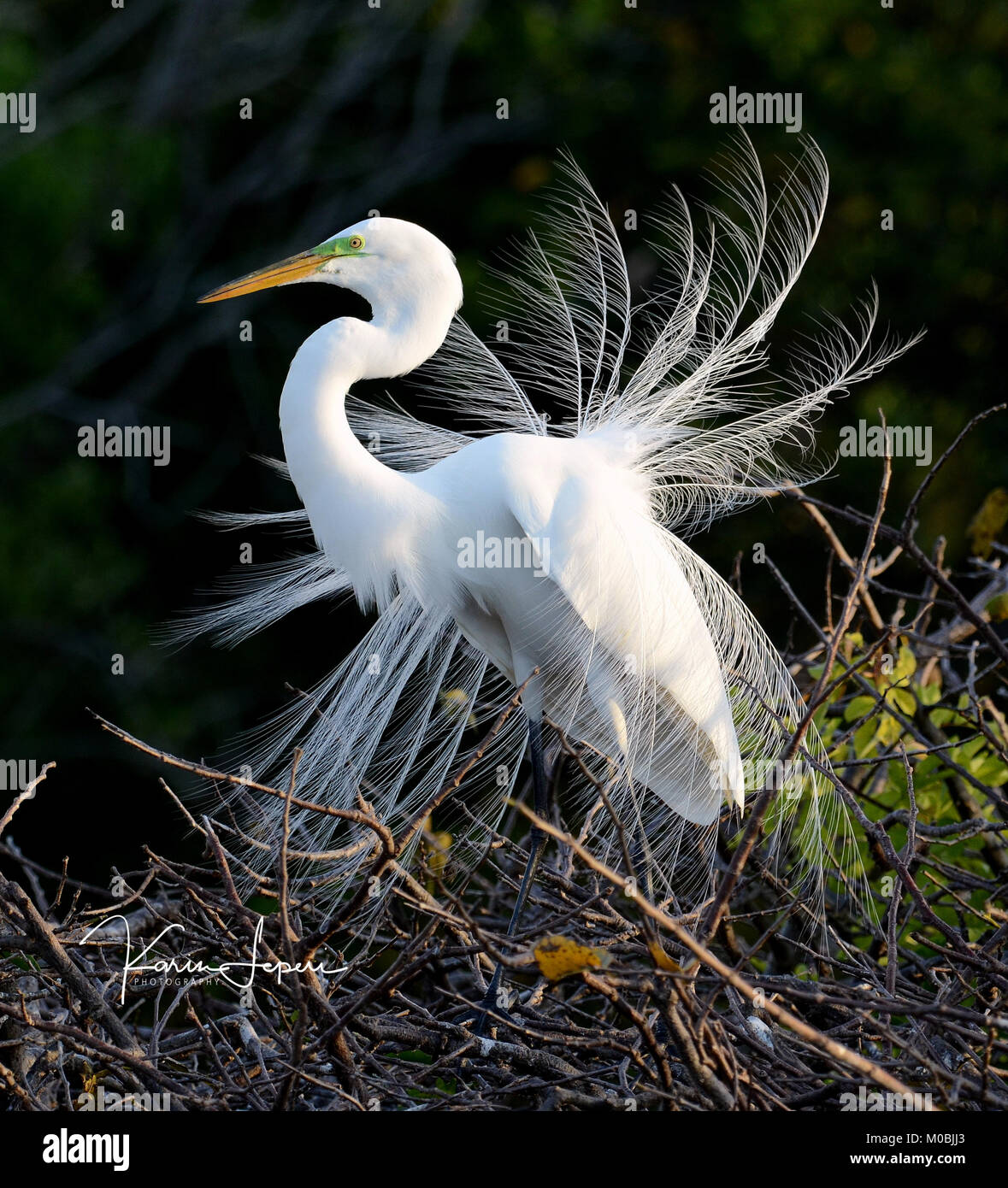 Aigrette En Plumes Blanches – 1900 – 30 Cm – Plumet Ancien