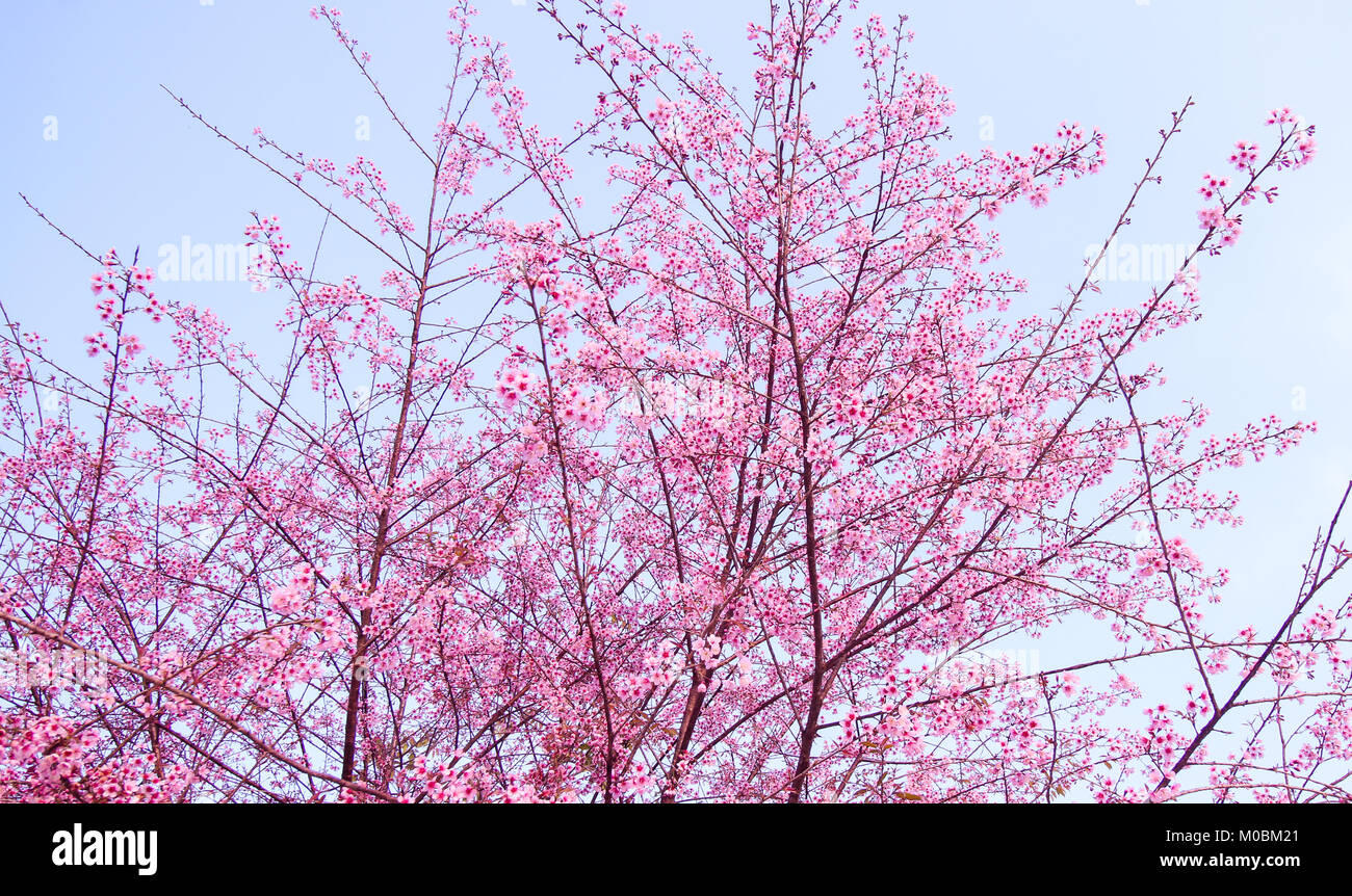 Wild cherry (Prunus en fleurs de l'himalaya cerasoides) Banque D'Images