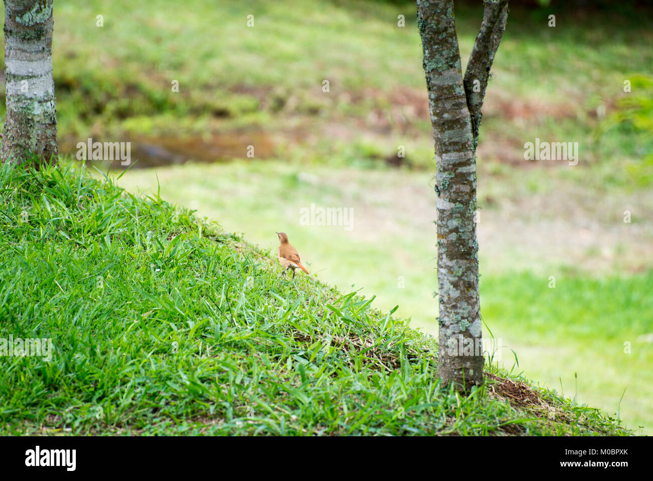 Hornero oiseau brun roux sur le terrain dans la nature Banque D'Images