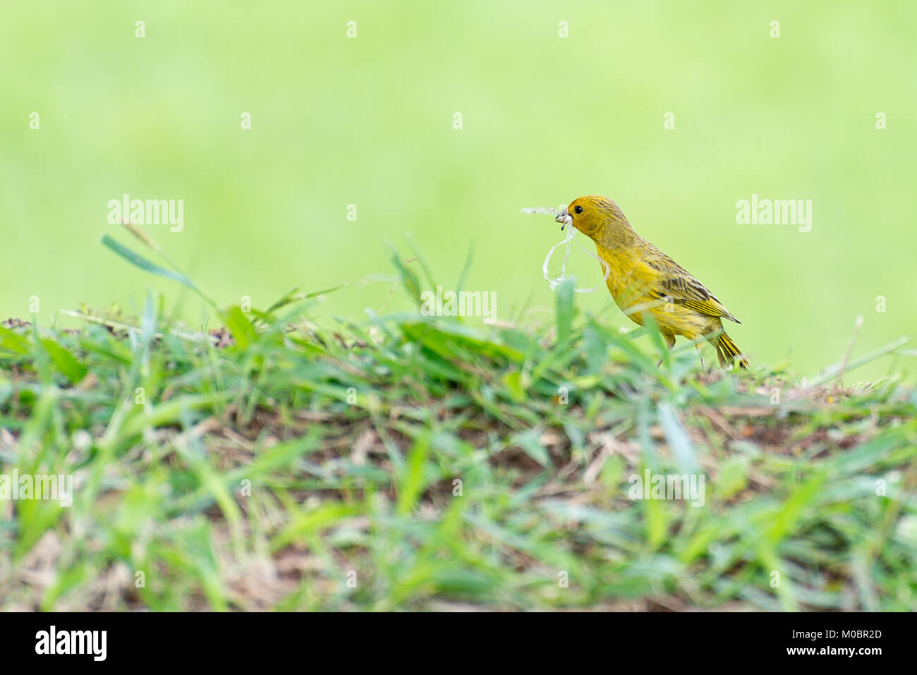 Petit Oiseau Jaune En Plastique Avec Son Bec Dexploitation