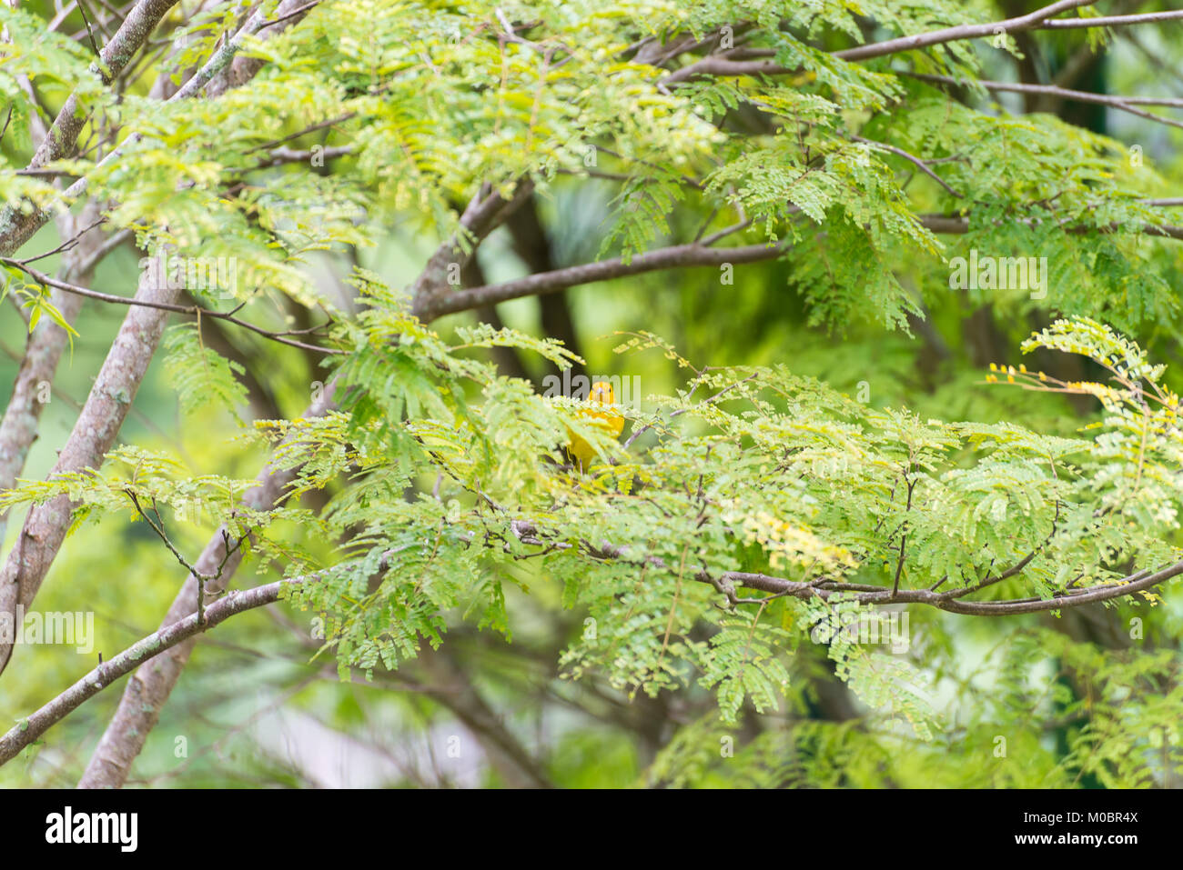 Secteur de l'île des hommes posant sur une branche d'arbre dans la nature Banque D'Images