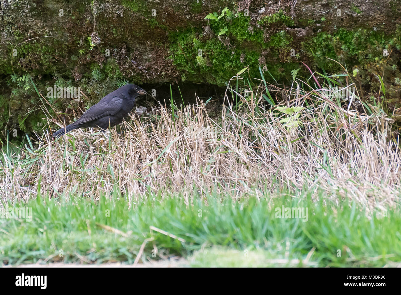 Vacher luisant mâle sur le terrain par le nid Banque D'Images
